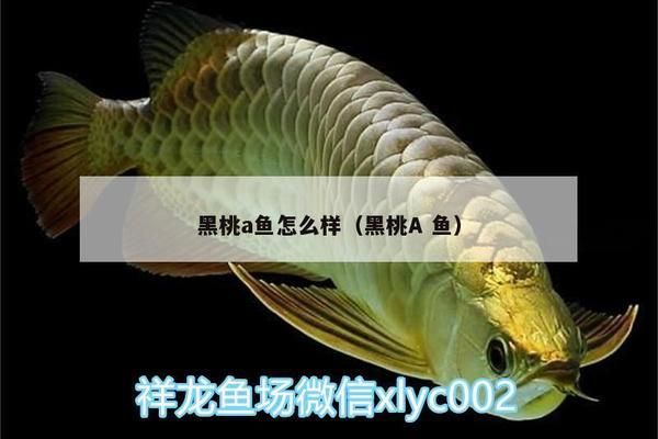 黑桃A魚飼料營(yíng)養(yǎng)成分分析：黑桃a魚飼料的營(yíng)養(yǎng)成分分析 其他寵物 第4張