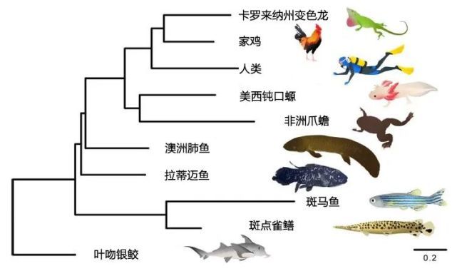 肺魚基因組研究的未來趨勢：肺魚基因組研究 其他寵物 第5張