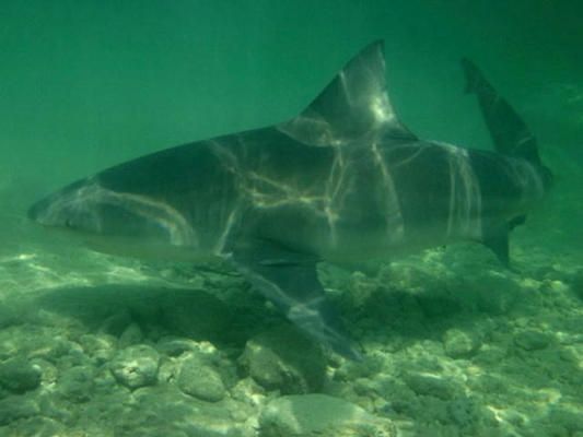 鯊魚攻擊后的行為模式變化：鯊魚攻擊后生態(tài)旅游變化 其他寵物 第5張