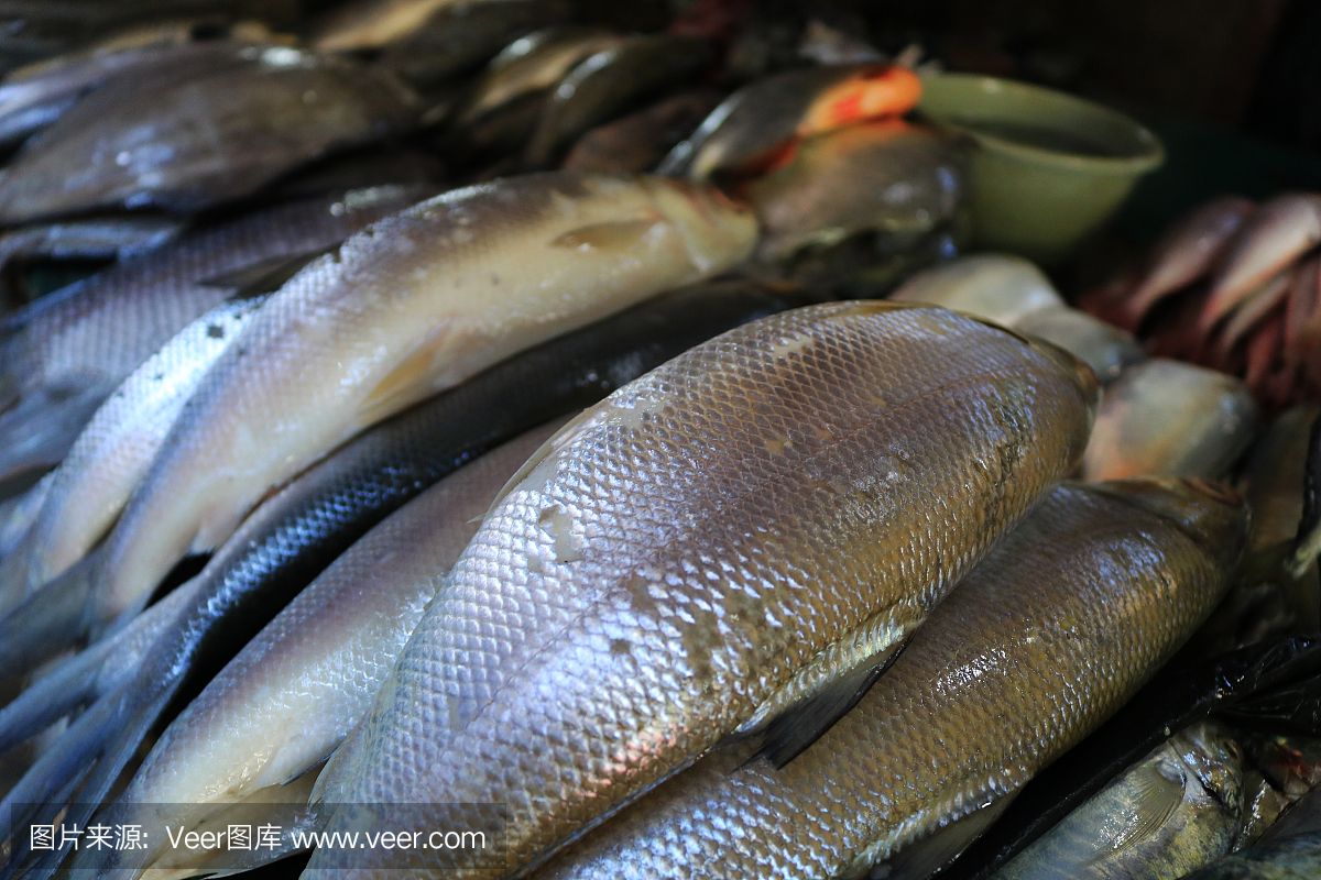 鯖魚健康管理的日常措施：鯖魚健康管理的日常管理和搭配技巧 其他寵物 第5張