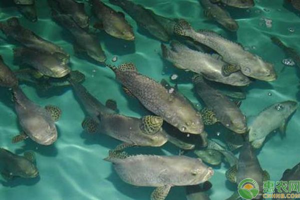 寶石魚適宜水溫波動范圍：寶石魚的適宜水溫波動范圍 其他寵物 第4張