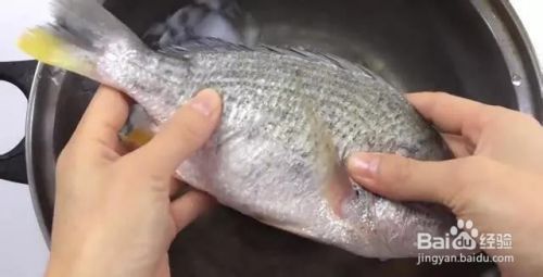 冷凍魚食快速解凍技巧：如何快速解凍冷凍魚食 其他寵物 第3張