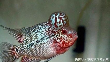 羅漢魚成魚期飼料選擇指南：羅漢魚成魚期飼料選擇指南，如何判斷羅漢魚飼料質(zhì)量 其他寵物 第2張