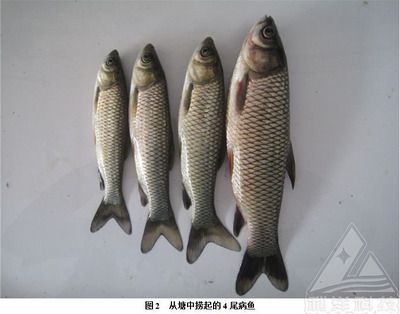 銀魚苗出口到哪些國家：中國銀魚苗出口到歐洲的國家有哪些 其他寵物 第1張