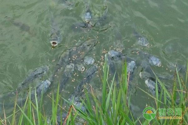 魚(yú)苗飼料配比科學(xué)依據(jù)：不同魚(yú)苗飼料原料選擇標(biāo)準(zhǔn)解析 其他寵物 第4張