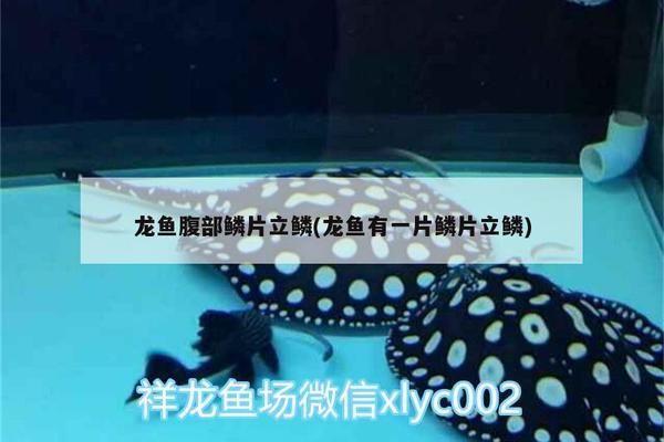 伊巴卡魚溫差適應能力：伊巴卡魚應激反應的處理方法伊巴卡魚換水操作指南