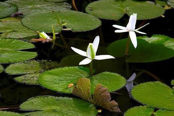 水生植物養(yǎng)護(hù)技巧：水生植物光照需求詳解 其他寵物 第4張