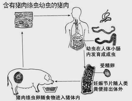 絳蟲病的傳播途徑有哪些？：絳蟲病的傳播途徑