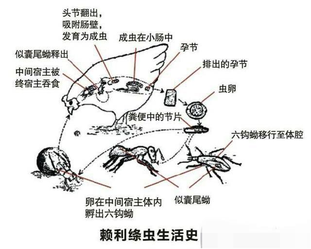 絳蟲(chóng)病的傳播途徑有哪些？：絳蟲(chóng)病的傳播途徑 其他寵物 第3張