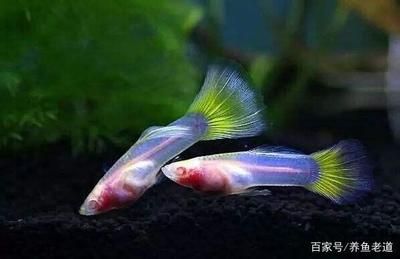 孔雀魚繁殖期水質(zhì)管理技巧：孔雀魚在繁殖季節(jié)需要特定的水質(zhì)條件以確保其健康繁殖和幼魚生長 其他寵物 第5張