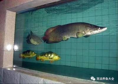 巨骨舌魚幼魚飼料選擇：巨骨舌魚幼魚的飼料選擇對(duì)于其健康成長至關(guān)重要 其他寵物 第5張