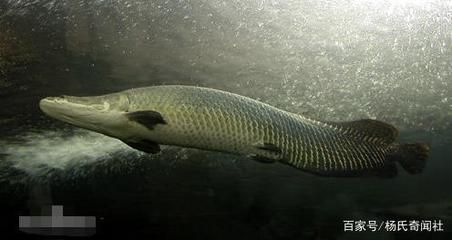 巨骨舌魚幼魚飼料選擇：巨骨舌魚幼魚的飼料選擇對(duì)于其健康成長至關(guān)重要 其他寵物 第3張