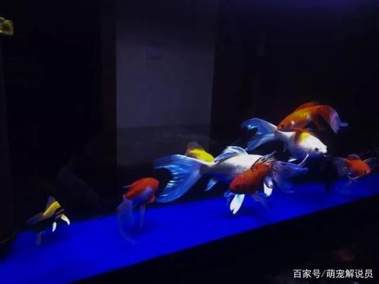 不同光色對(duì)鸚鵡魚(yú)體色影響的研究：不同光照對(duì)鸚鵡魚(yú)體色的影響，鸚鵡魚(yú)體色變化的研究 其他寵物 第4張