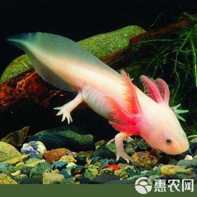 六角恐龍魚吃什么飼料會不會生寶寶：六角恐龍魚吃什么 其他寵物 第4張