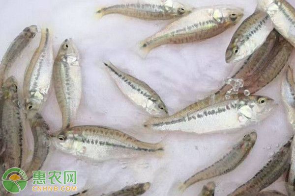 魚(yú)苗養(yǎng)殖節(jié)水技術(shù)：高效的魚(yú)苗養(yǎng)殖節(jié)水技術(shù)