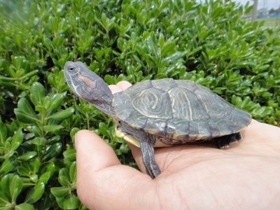 飛鳳魚(yú)適宜的水質(zhì)硬度范圍：如何正確飼養(yǎng)飛鳳魚(yú) 其他寵物 第2張