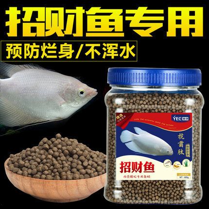 如何自制招財魚幼魚飼料：招財魚幼魚飼料營養(yǎng)搭配技巧 其他寵物 第3張