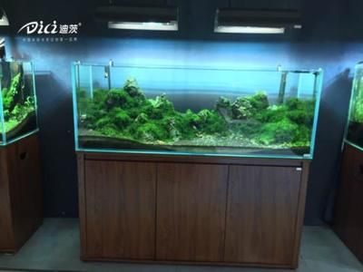 水族箱照明對(duì)水草生長的影響：水族箱照明對(duì)水草生長影響 其他寵物 第2張