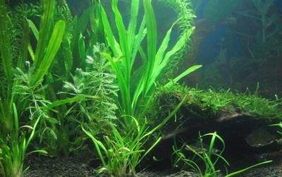 水族箱照明對(duì)水草生長的影響：水族箱照明對(duì)水草生長影響 其他寵物 第4張