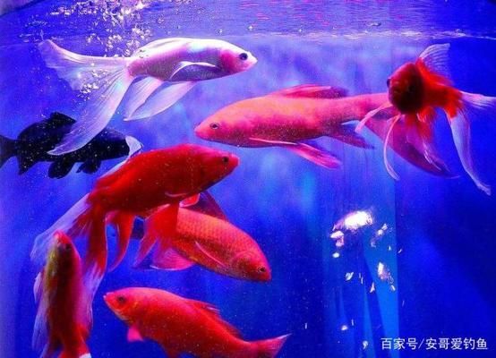 夏季降水對(duì)魚(yú)繁殖的影響：夏季降水對(duì)魚(yú)類(lèi)繁殖具有顯著影響