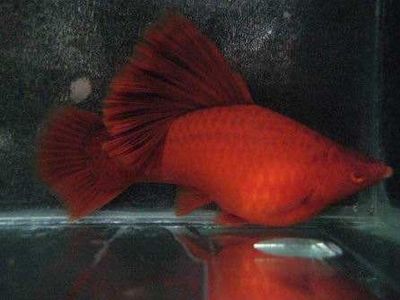 紅劍魚繁殖期飼料選擇：紅劍魚在繁殖期需要特殊的飼料選擇來滿足其營養(yǎng)需求