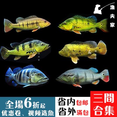 藍帆三間魚飼料品牌對比：三間魚飼料品牌對比 其他寵物 第2張