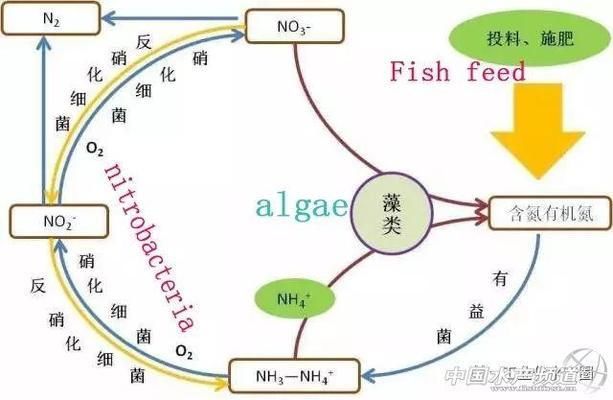 生物過濾系統(tǒng)的細(xì)菌培養(yǎng)：水族箱停電應(yīng)對策略，硝化細(xì)菌培養(yǎng)常見誤區(qū) 其他寵物 第2張