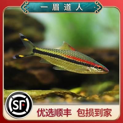 一眉道人魚(yú)繁殖期飼料搭配比例：一眉道人魚(yú)的繁殖期飼料搭配需要注意的是動(dòng)物性飼料和植物性飼料 其他寵物 第3張