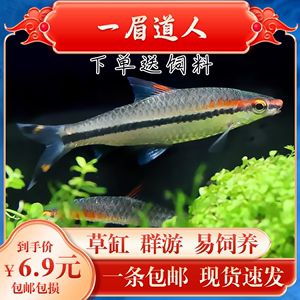 一眉道人魚(yú)繁殖期飼料搭配比例：一眉道人魚(yú)的繁殖期飼料搭配需要注意的是動(dòng)物性飼料和植物性飼料 其他寵物 第2張