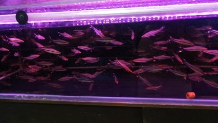 一眉道人魚(yú)繁殖期飼料搭配比例：一眉道人魚(yú)的繁殖期飼料搭配需要注意的是動(dòng)物性飼料和植物性飼料 其他寵物 第4張