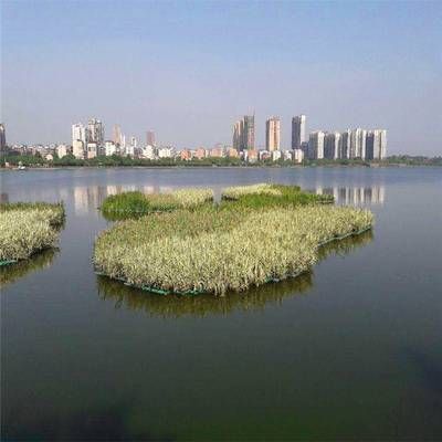 水生植物對(duì)富營養(yǎng)化的控制效果：水生植物在富營養(yǎng)化控制中的作用 其他寵物 第5張