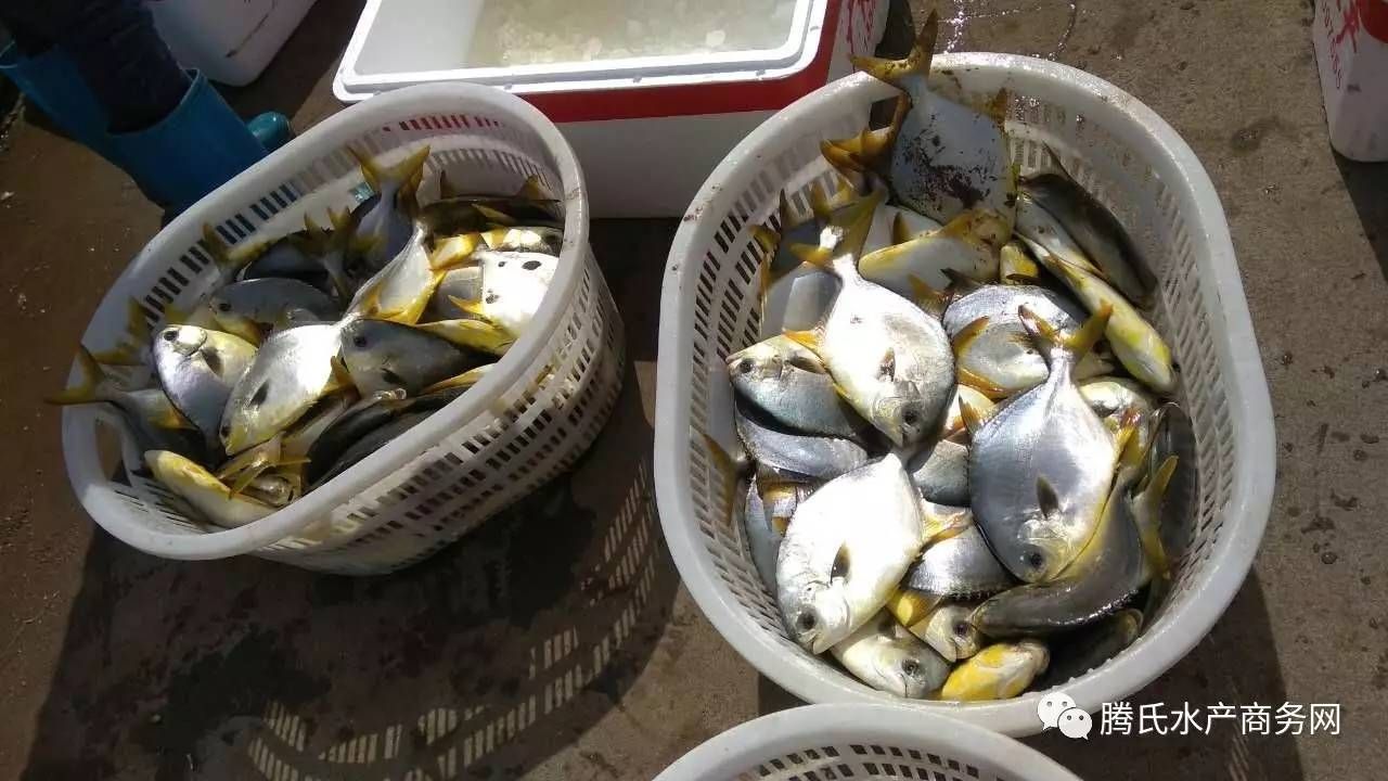 黃鰭鯧魚飼料自制方法：黃鰭鯧魚飼料保存技巧 其他寵物 第4張