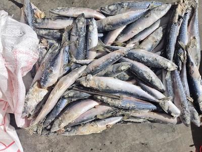 玉鯖魚飼料品牌推薦：玉鯖魚專用飼料配方 其他寵物 第6張