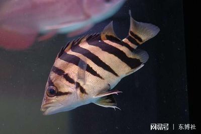 印尼虎魚市場需求趨勢：印尼虎魚市場需求趨勢分析 其他寵物 第2張