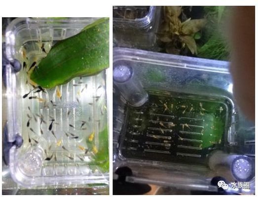 象鼻魚幼魚培育的最佳飼料：象鼻魚幼魚飼料品牌推薦象鼻魚幼魚飼料品牌推薦