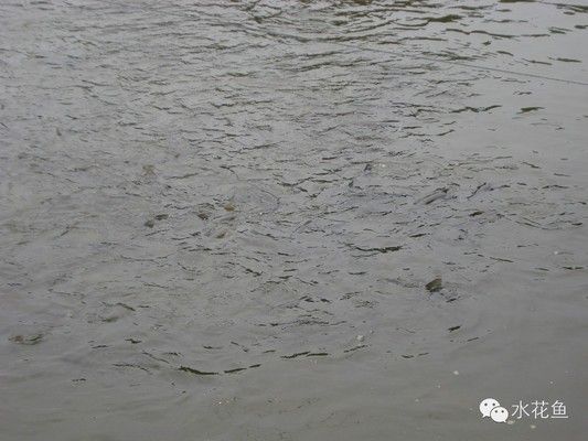 如何自然降低魚池水溫：如何自然降低魚池水溫的方法，自然降低魚池水溫方法