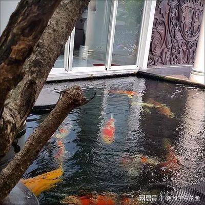 如何自然降低魚池水溫：如何自然降低魚池水溫的方法，自然降低魚池水溫方法 其他寵物 第5張