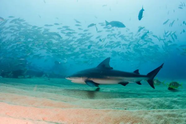 全球鯊魚攻擊高發(fā)區(qū)排名：全球鯊魚攻擊事件高發(fā)區(qū)排名