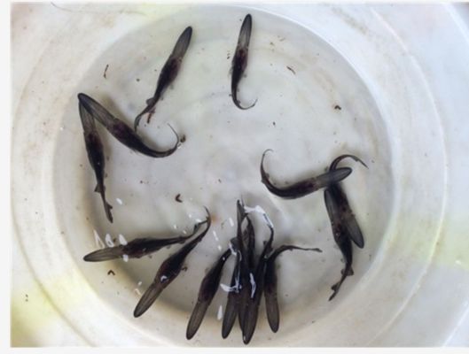 如何判斷鴨嘴魚(yú)飼料添加劑效果：如何判斷鴨嘴魚(yú)飼料添加劑的效果