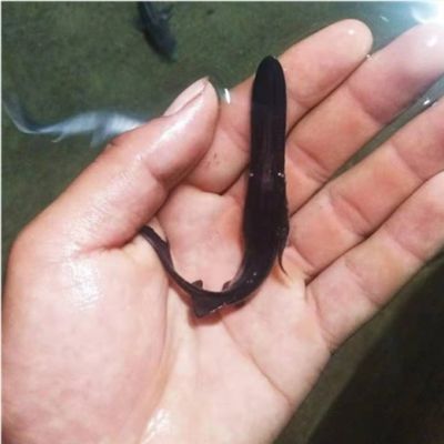 如何判斷鴨嘴魚飼料添加劑效果：如何判斷鴨嘴魚飼料添加劑的效果 其他寵物 第2張