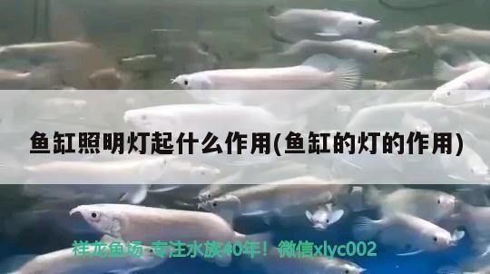 紅頭利魚繁殖期如何選擇伴侶？：紅頭利魚繁殖期飲食管理