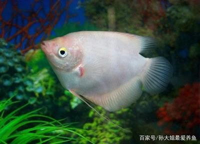 預(yù)防招財(cái)魚(yú)常見(jiàn)疾病方法：招財(cái)魚(yú)食鹽預(yù)防法的具體操作 其他寵物 第3張