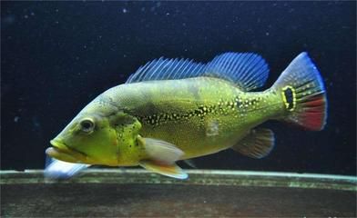 申古三間魚飲食習慣：三間魚的喂食習慣 其他寵物 第3張