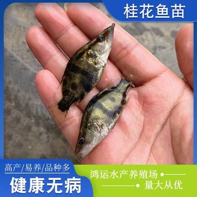 一眉道人魚苗水霉病預防方法：一眉道人魚苗易患水霉病，主要因水質差