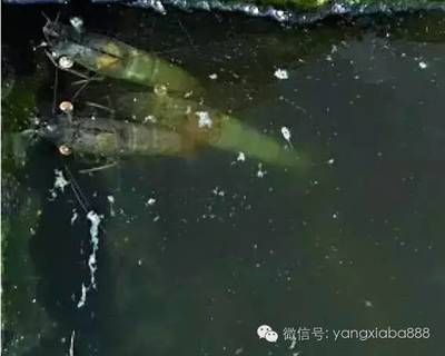 一眉道人魚苗水霉病預(yù)防方法：一眉道人魚苗易患水霉病，主要因水質(zhì)差 其他寵物 第4張