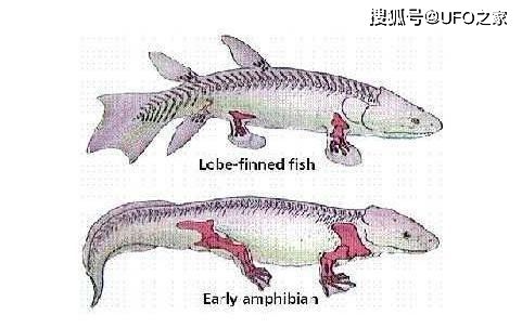 肉鰭魚(yú)類(lèi)的演化歷程：肉鰭魚(yú)類(lèi)演化歷程 其他寵物 第4張