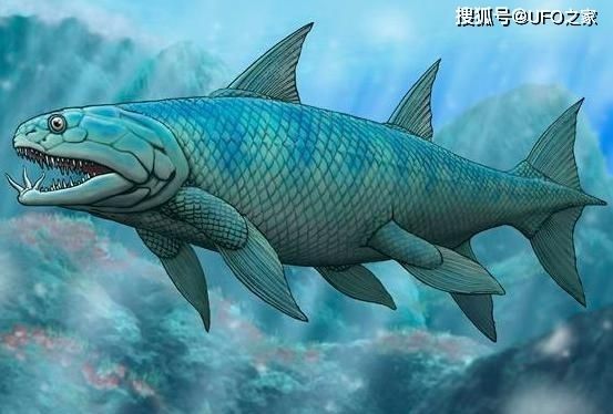 肉鰭魚(yú)類(lèi)的演化歷程：肉鰭魚(yú)類(lèi)演化歷程 其他寵物 第5張