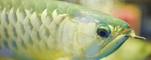 六角恐龍魚飼料吃進去又吐出來正常嗎：六角恐龍魚吃了飼料后又吐了出來，可能是多種原因引起的