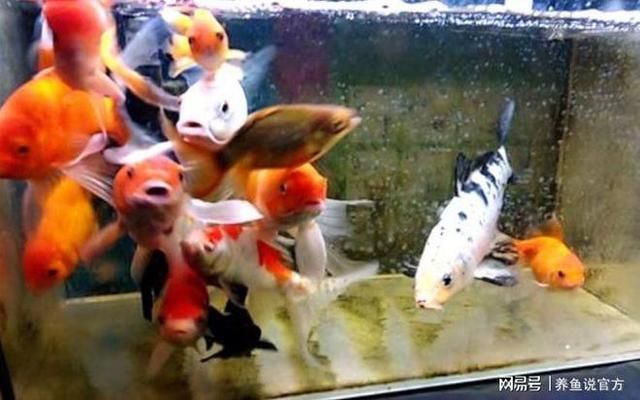 六角恐龍魚飼料吃進(jìn)去又吐出來正常嗎：六角恐龍魚吃了飼料后又吐了出來，可能是多種原因引起的 其他寵物 第5張