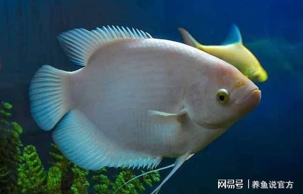 六角恐龍魚飼料吃進(jìn)去又吐出來正常嗎：六角恐龍魚吃了飼料后又吐了出來，可能是多種原因引起的 其他寵物 第4張